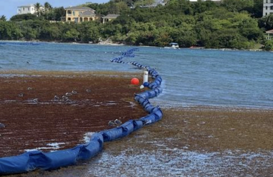 Sargassum boom