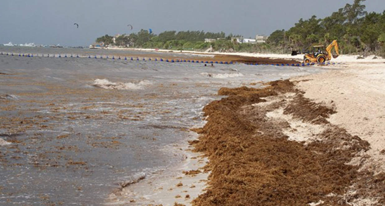 Sargassum boom