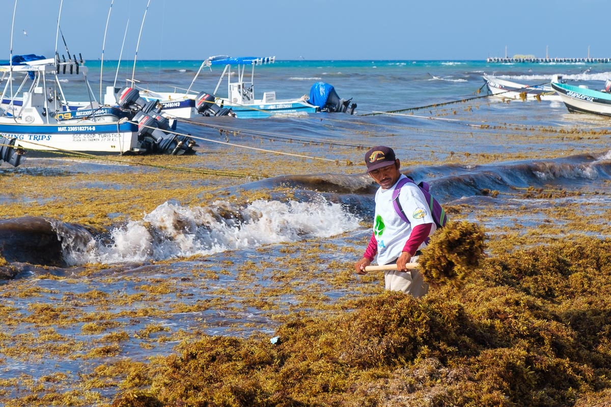 Sargassum boom