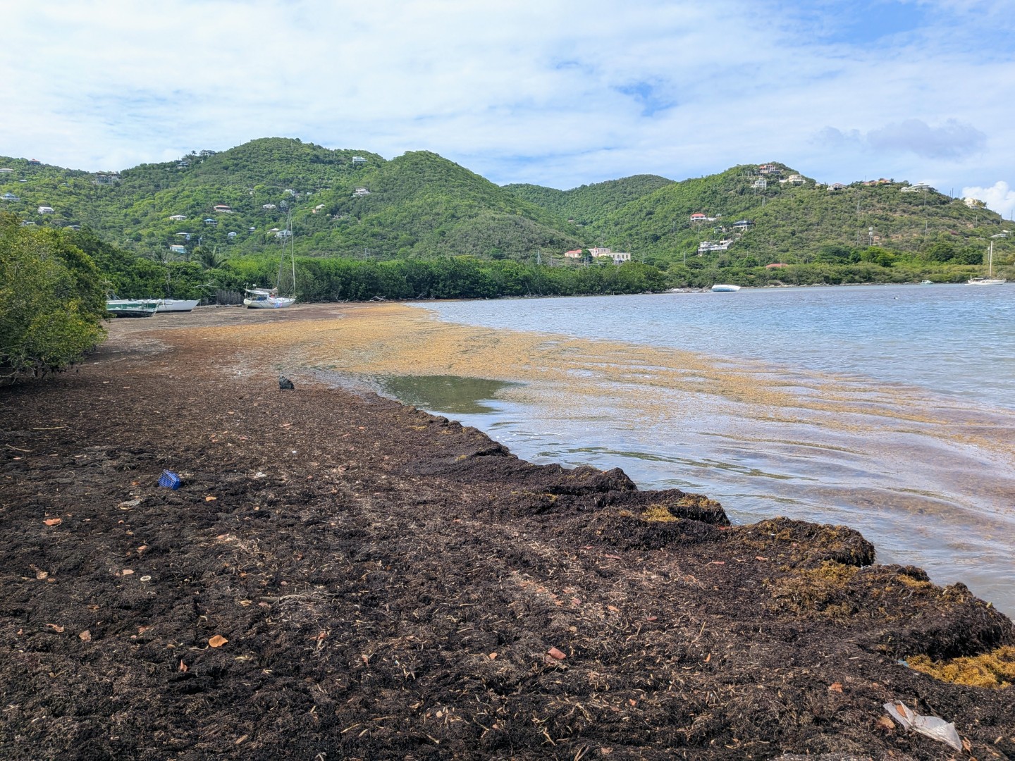 Sargassum in Coral Bay, St. John in May 2026