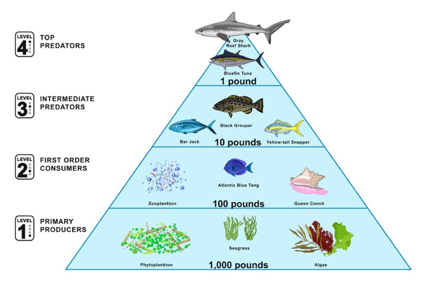 (/static/images/ddam_marine-food-pyramid.jpg)