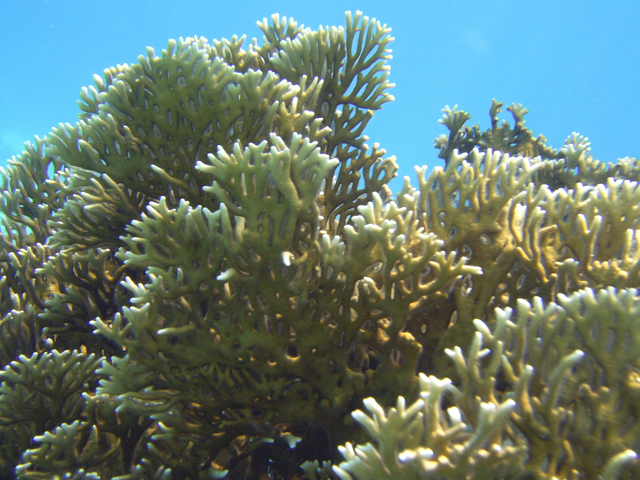 Fire Coral