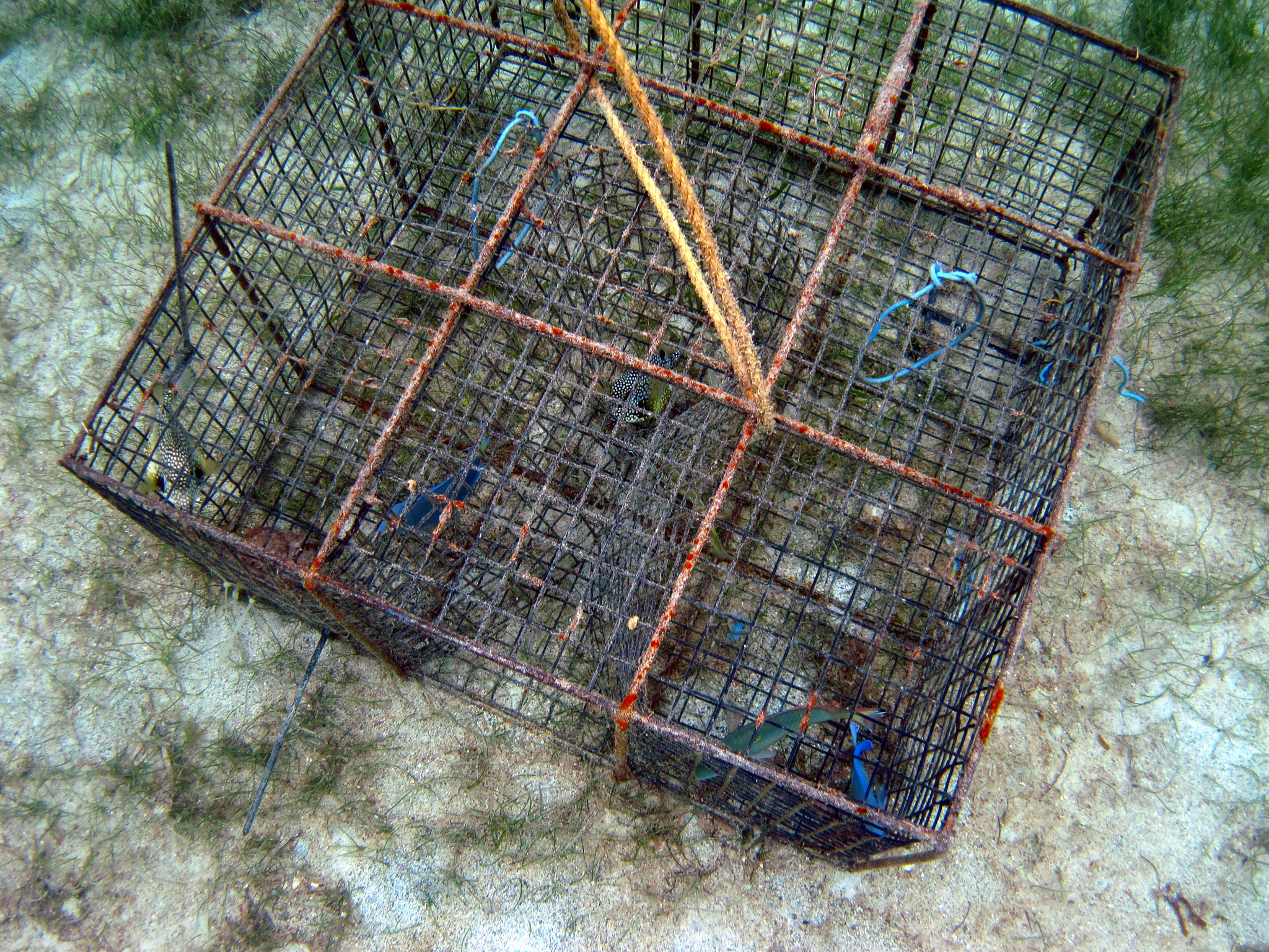 /static/images/fish_trap.jpg