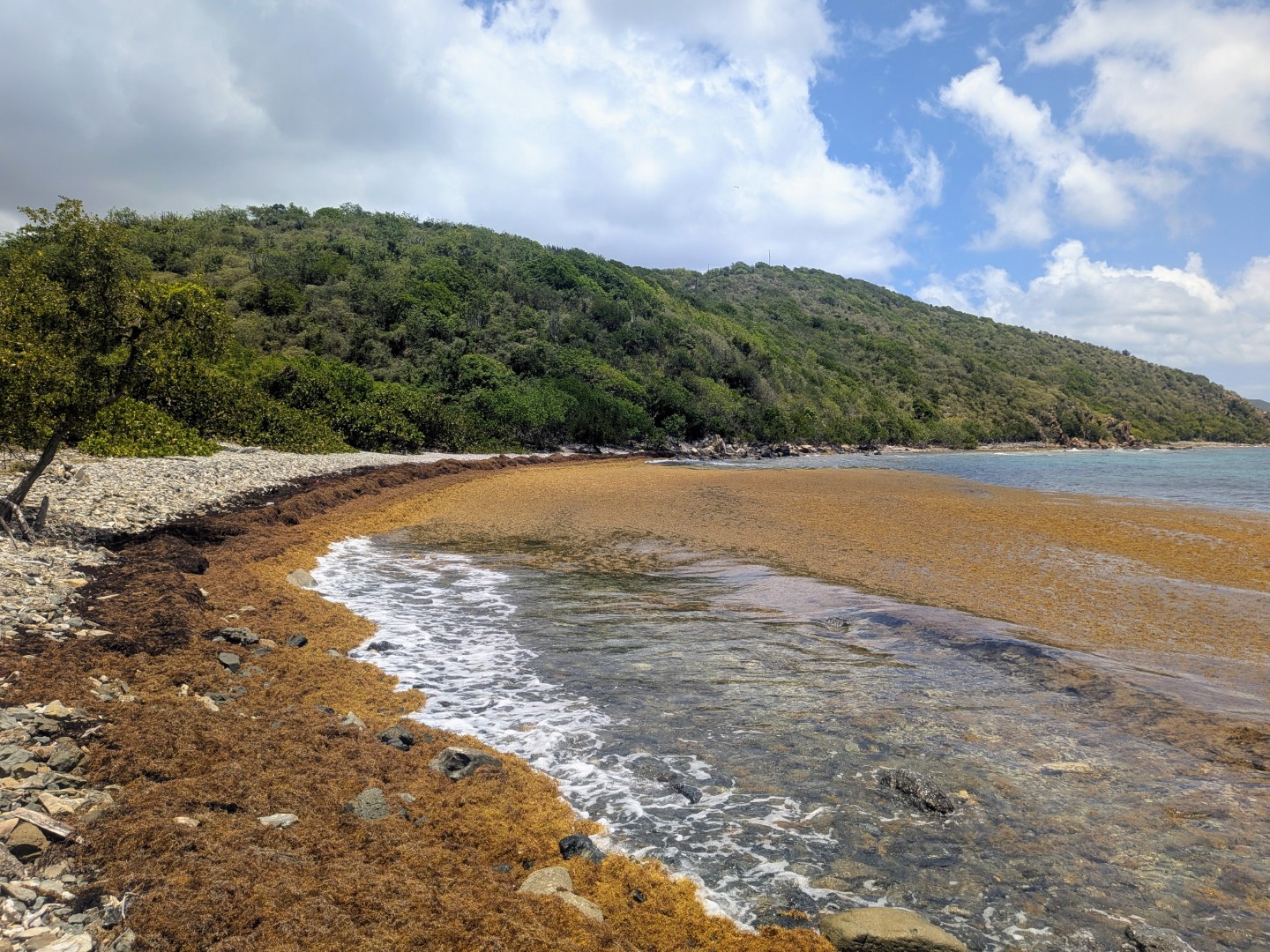 Sargassum smothering the shore and near-shore reef at Haulover Bay, St. John
