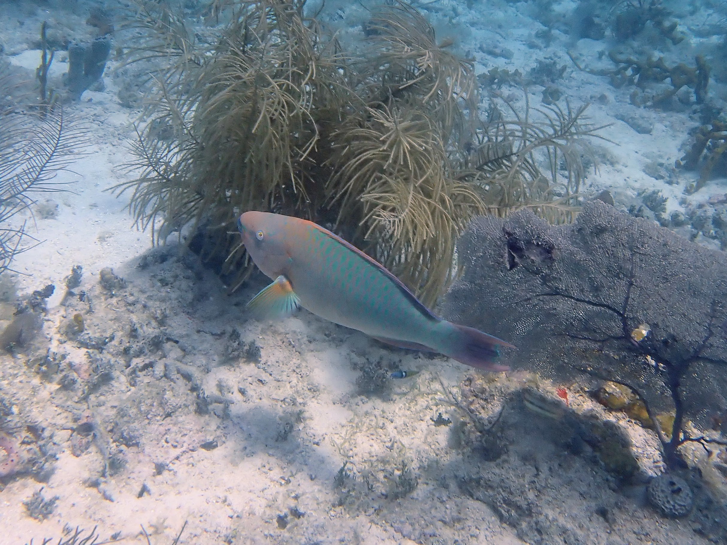 Rainbow Parrotfish