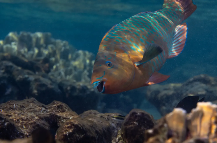 parrotfish_figure2