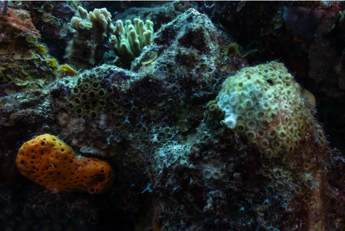parrotfish_figure7