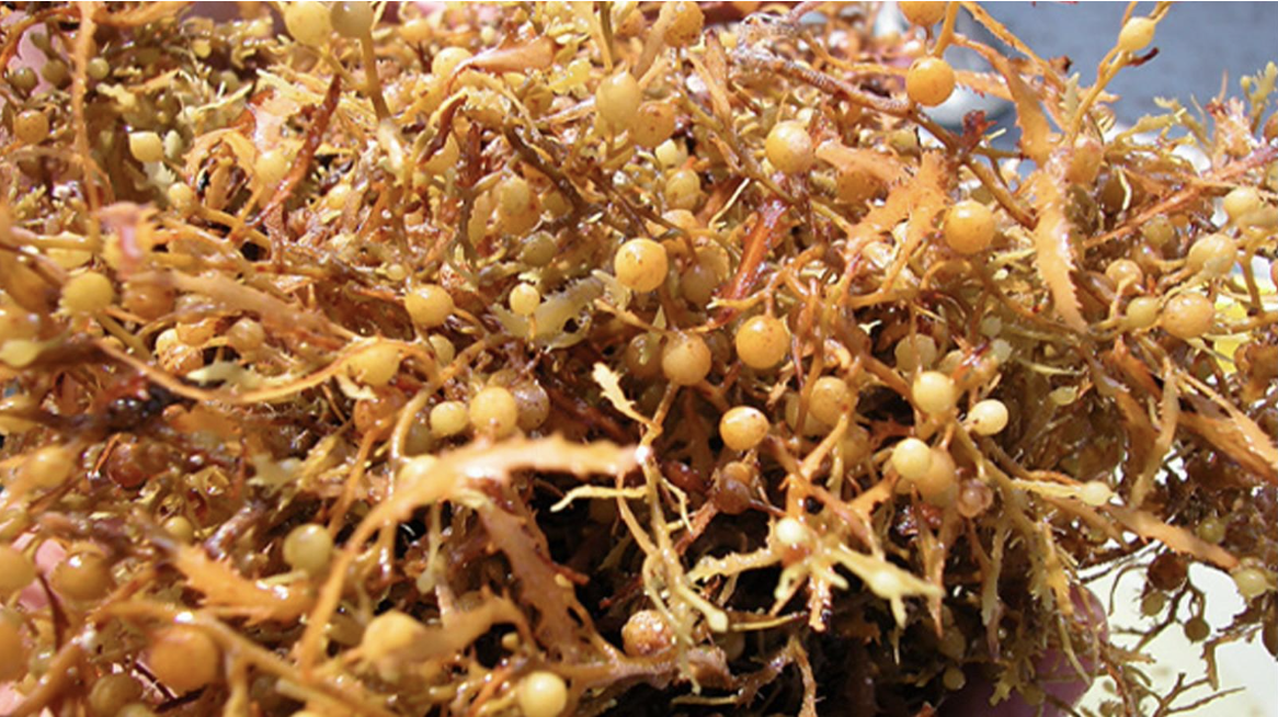 Sargassum
