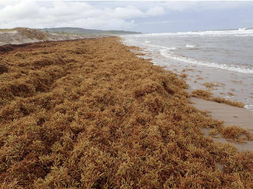 Beached Sargassum