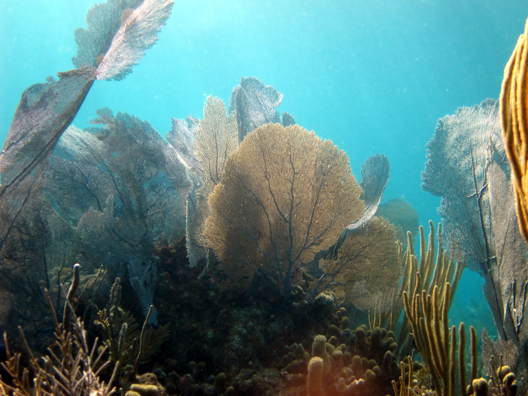 Soft coral scene