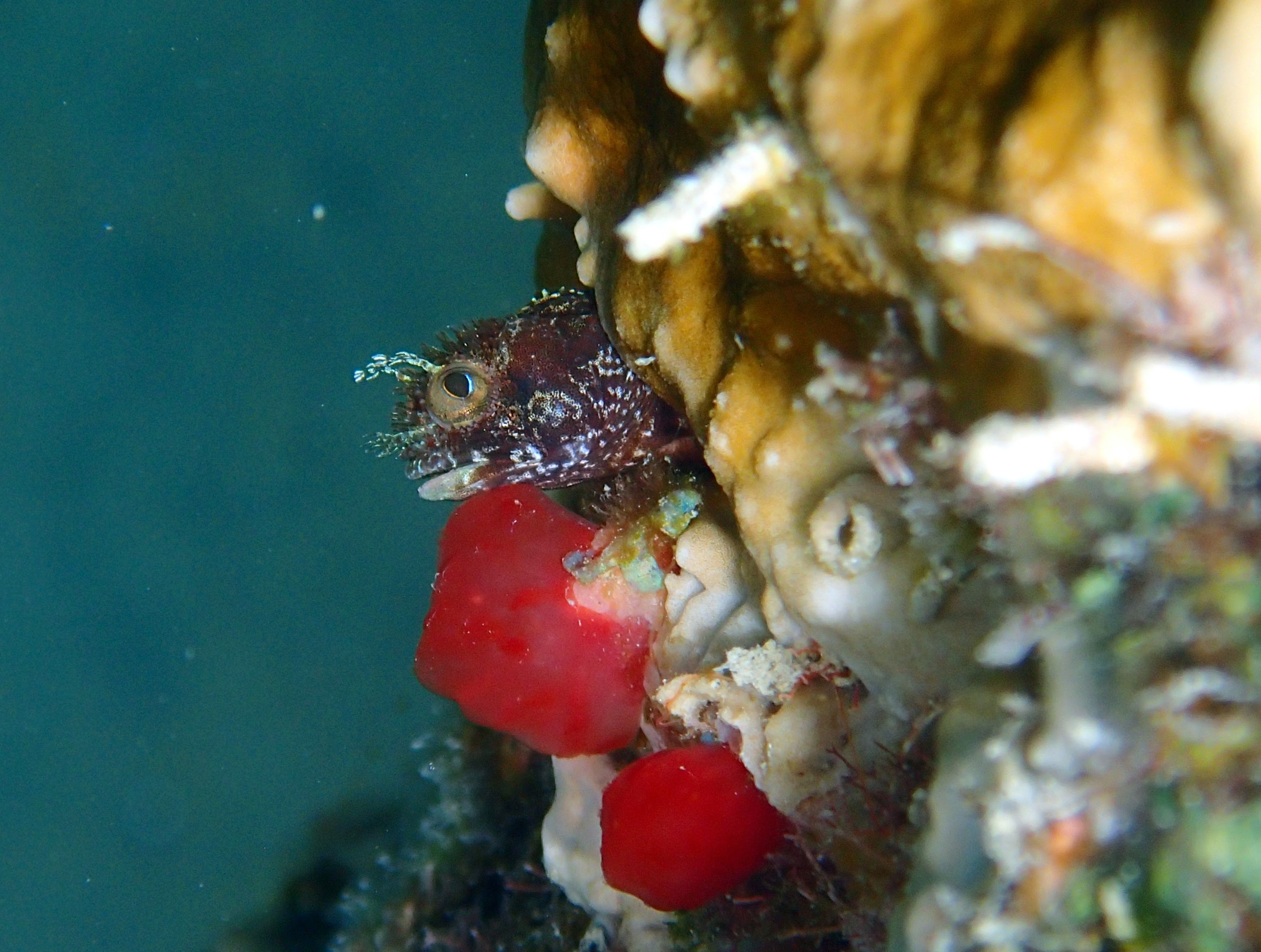 /static/images/spinyhead_blenny.JPG